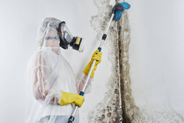 Mold Documentation for Insurance Claims in Duncansville, PA